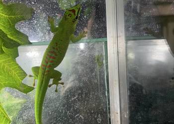 Felsumy madagaskarskie Grandis