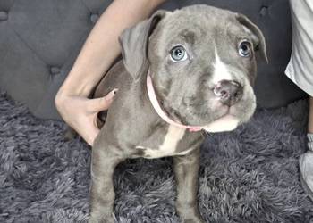 Amstaff szczeniak, blue, wyprawka, metryka, czip.