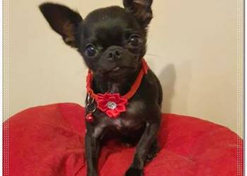 Maleńki Chihuahua Franio