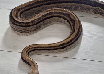 Boa constrictor imperator samiec