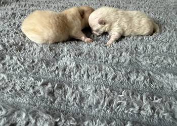 Szpic miniaturowy pomeranian