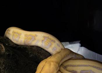 Pyton siatkowy harlequin Purple albino