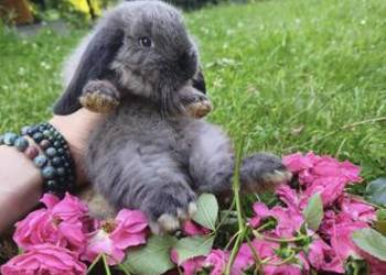Królik miniaturka mini lop karzełek