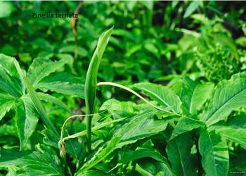 Pinelia trójlistkowa (Pinellia ternata)Rarytas