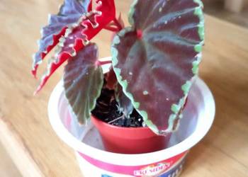 Darthvaderiana green spots-begonia
