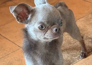 Chihuahua samiec