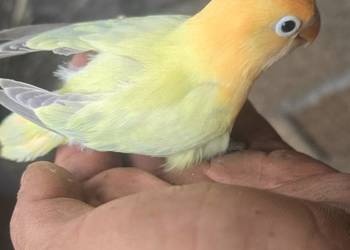 Nierozłączki opalin dilute