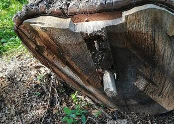 Sprzedam pień orzecha włoskiego