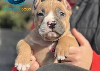 American Bully ABKC suczka