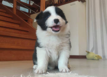 Szczenię BORDER COLLIE z Hodowli - Rasowy pies z pełną dok.