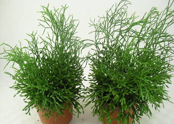 Kwiaty  RHIPSALIS - PAŁECZNIKI  -