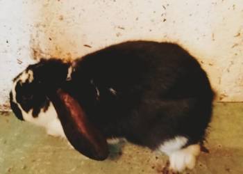 Sprzedam królika samca  ( dobrego do zakacania krzyżówka Barana609582215