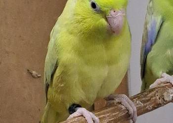 Sprzedam papugi