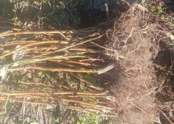 Sadzonki malin krzaki