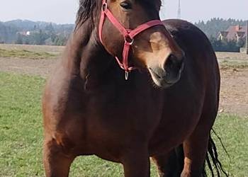 klacz zimnokrwista z ogierkiem 5 miesięcznym