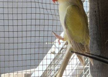 Aleksandretta Obrożna