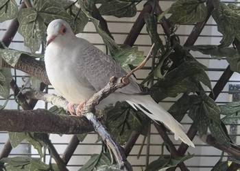 Gołąbek diamentowy