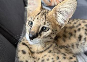 Serwal afrykański, sawannowy, serval, ręcznie karmiony, legalna hodowla VNV