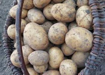 Ziemniaki jadalne ekologiczne