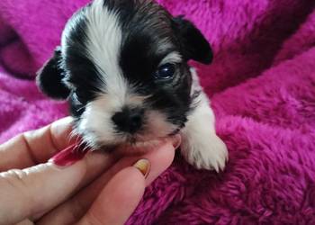 Suczka i pieski shih tzu do rezerwacji