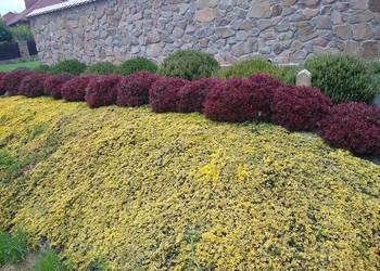 Jałowiec Płożący Golden Carpet