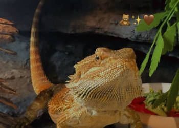 Agama brodata