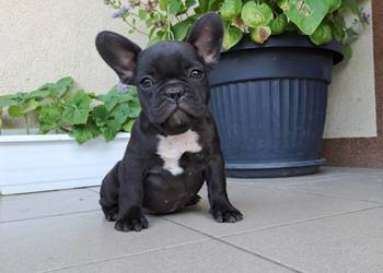 Buldog francuski  sunia gotowy do odbioru