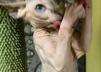 Sfinks Kanadyjski. Do odbioru dziewczynka.