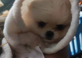 Szpic pomeranian