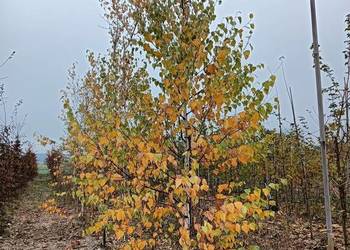 Drzewa alejowe , Jarząb , platan, grab, brzoza, lipa, klon, glediczja