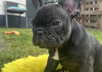 Piękne Buldogi Francuskie