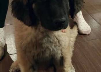 Leonberger szczeniak, suczka, ZKwP/FCI