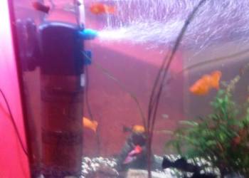 Sprzedam akwarium wraz z rybkami oraz wyposażeniem 100litrów