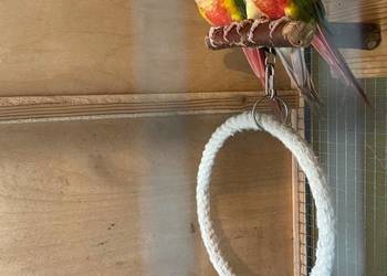 Samica rudosterki 24r z DNA