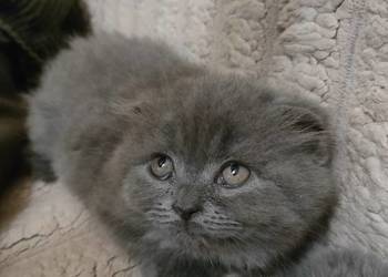 Kot Fold Szkocki odbiór przed wigilia