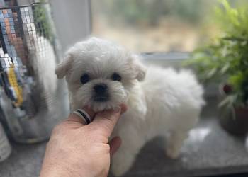 Maltańczyk mini piesek odbiór od 27.02.2026