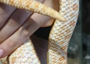 Dorosła samica Heterodon zachodni Yellow Albino