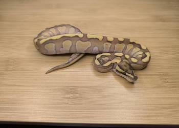 Pyton królewski Butter poss Fire het Clown