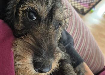 Jamnik szorstkowłosy