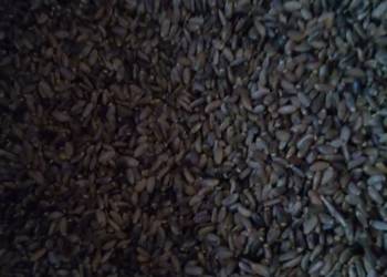 Ostropest nasiona sprzedam