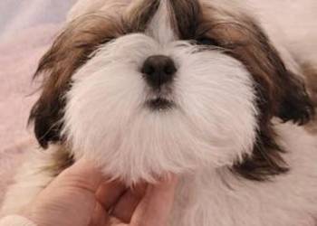 Piesek Shih-Tzu