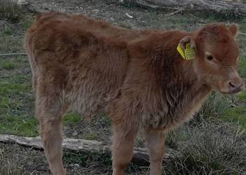 Sprzedam byczka limousine