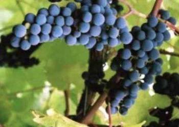 Szczepione winogrono na wino i soki Maréchal Foch. Sadzonki winorośli.