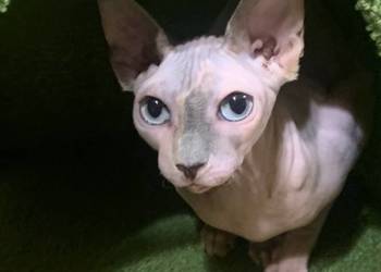 Sfinks Kanadyjski. Do odbioru koteczką. Rodowód. Sfinks Kanadyjski. Do odbioru koteczką. Rodowód.