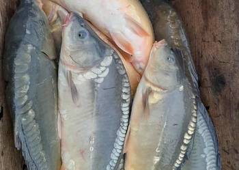 KARP ŻYWY HANDLOWY GIERAŁTOWICE