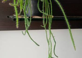 Epiphyllum.Epifilum. Kaktus kwitnie na czerwono.
