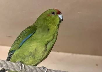 Papugi z domowej hodowli – nimfy, faliste, modrolotki, rudosterki |