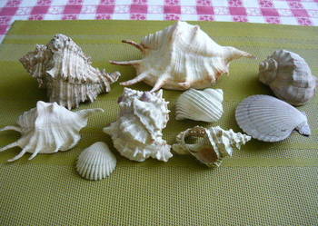 Muszle naturalne