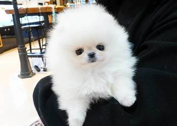 Szpic Pomeranian Szczenieta kw