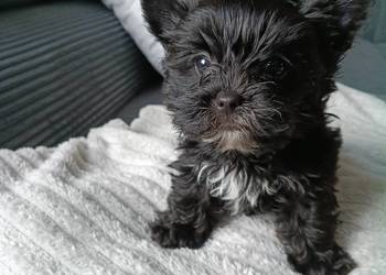 York terrier Black piesek